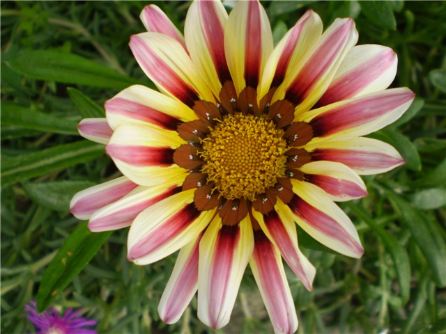 gazanija